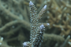 Acropora muricata