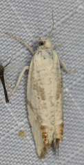 Eucosma artemisiana