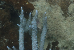 Acropora muricata