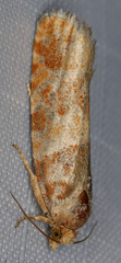 Eucopina