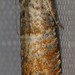 Epinotia wrighti - Photo (c) Paul G. Johnson, algunos derechos reservados (CC BY-NC-SA), subido por Paul G. Johnson