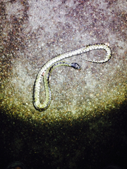 Lampropeltis splendida