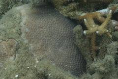 Leptastrea transversa