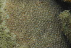 Leptastrea transversa