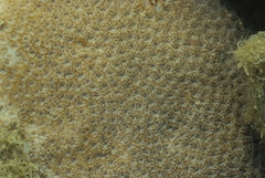 Leptastrea transversa