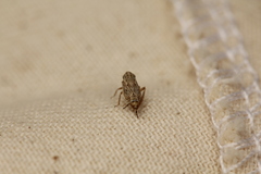 Latalus