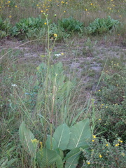 Silphium terebinthinaceum