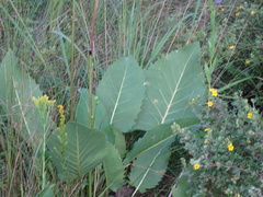 Silphium terebinthinaceum