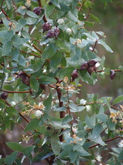Hakea ferruginea