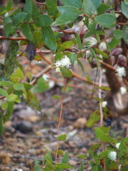Hakea ferruginea