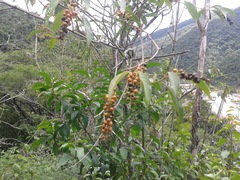 Citharexylum spinosum