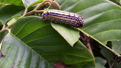 Mimoides thymbraeus aconophos