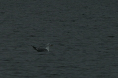 Larus fuscus barabensis