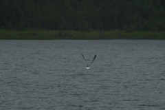 Larus fuscus barabensis