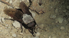 Tabanus stygius
