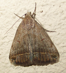 Acantholipes