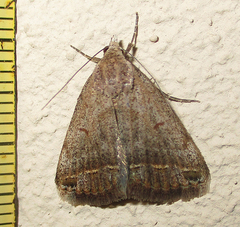 Acantholipes