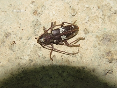 Enaphalodes taeniatus