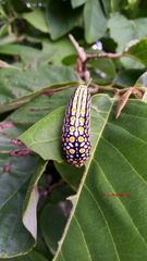 Mimoides thymbraeus aconophos