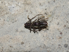 Enaphalodes taeniatus