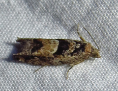 Pseudexentera spoliana