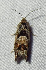 Pseudexentera spoliana