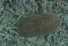 Ctenactis echinata