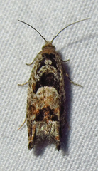 Pseudexentera spoliana