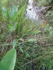 Arnoglossum plantagineum