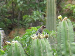 Melanerpes hypopolius