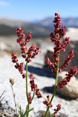 Rumex paucifolius