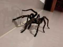 Aphonopelma seemanni