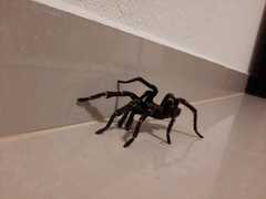 Aphonopelma seemanni