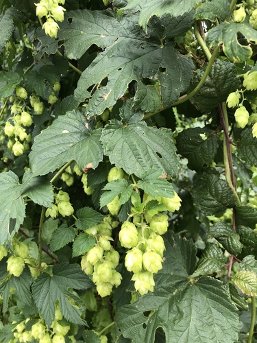 Hops
