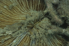 Fungia fungites