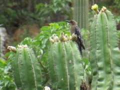 Melanerpes hypopolius