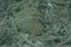 Fungia fungites