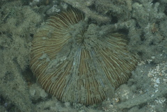Fungia fungites