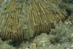 Fungia fungites