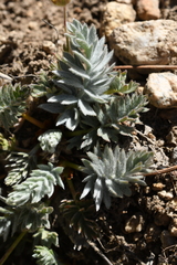 Potentilla breweri