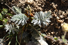 Potentilla breweri