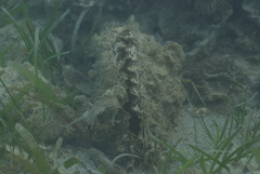 Atrina vexillum
