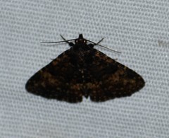 Metalectra diabolica