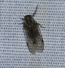 Melanoliarus aridus