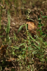 Persicaria tomentosa
