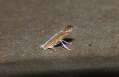 Cameraria quercivorella