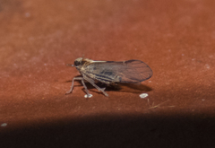 Muellerianella laminalis