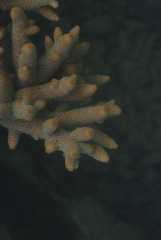 Acropora spathulata