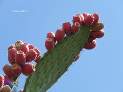 Opuntia hyptiacantha
