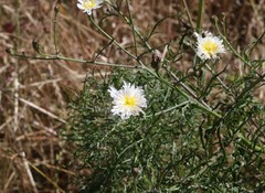 Malacothrix saxatilis implicata